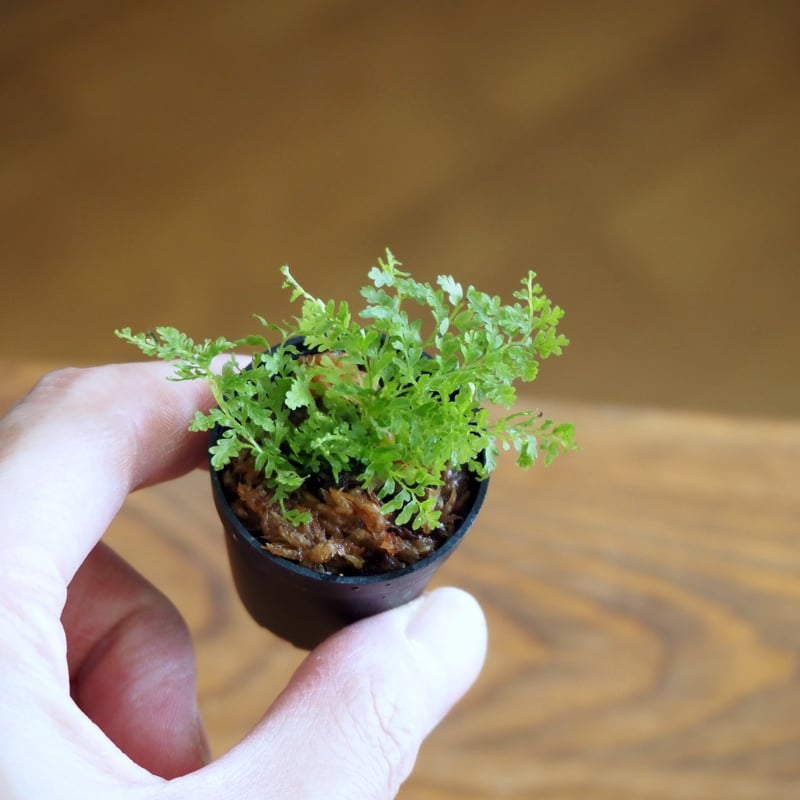 コビトホラシノブ 希少 小型シダ植物 パルダリウム シダ植物 | 苔テラリウム専門ショップ道草
