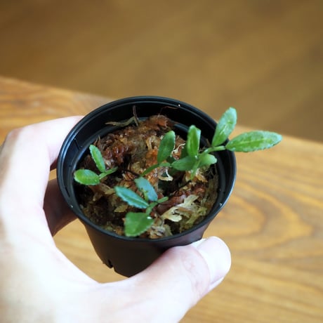 【シダ植物】Teratophyllum ludens Malay Peninsula｜テラトフィラム ルーデンス｜6cmポット