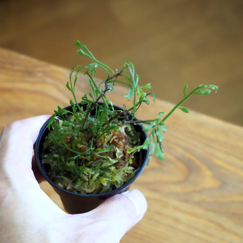 シダ植物】Bolbitis sp. Negros Island｜ボルビティス sp. ネグロ