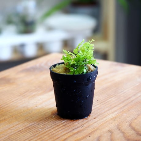【シダ植物】Adiantum tenerum "Peacock"｜アジアンタム テネルム "ピーコック"｜3.5cmポット