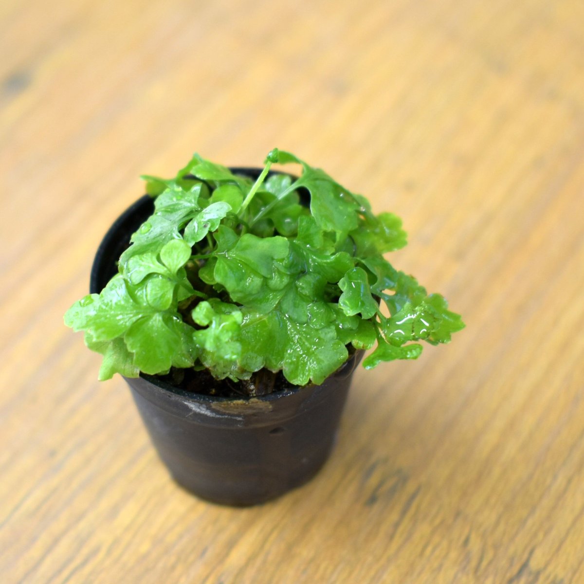 シダ植物】Asplenium Adiantum-nigrum｜ミヤマカワリシダ｜3.5cm