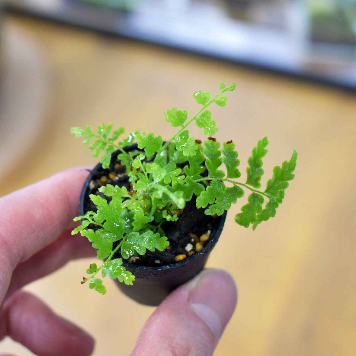 シダ植物】Nephrolepis exaltata 