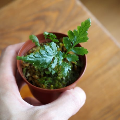 【シダ植物】Bolbitis sp. Siberut｜ボルビティス sp. シベルト｜6cmポット