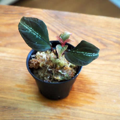 【熱帯植物】Sonerila sp. Di Linh Plateau, Vietnam｜ソネリラ sp. ディリンプラトー ベトナム｜6cmポット