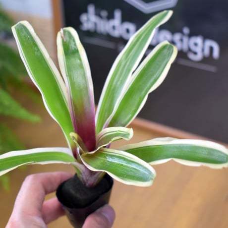 【熱帯植物】Neoregelia "Fire Ball Variegata"｜ネオレゲリア "ファイアボール"（斑入）｜3.5cmポット