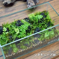 【テラリウム作品】シダキューブW（W200×H100mm）｜シダと苔のテラリウム
