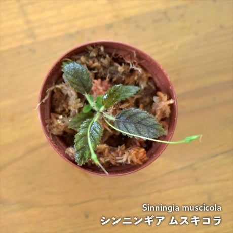 【熱帯植物】Sinningia muscicola｜シンニンギア ムスキコラ｜6cmポット
