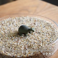 【フィギュア】リクガメ｜固定ピン付き｜テラリウム用