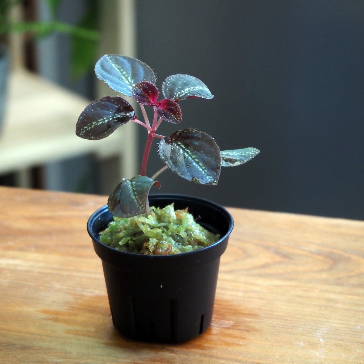 熱帯植物】Sonerila sp. Starry sky｜ソネリラ sp. スターリースカイ