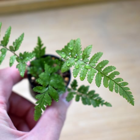 【シダ植物】Polystichum tsus-simense｜ヒメカナワラビ｜3.5cmポット