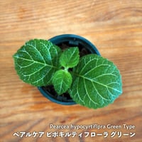 【熱帯植物】Pearcea hypocyrtiflpra Green Type｜ペアルケア ピポキルティフローラ グリーン｜6cmポット