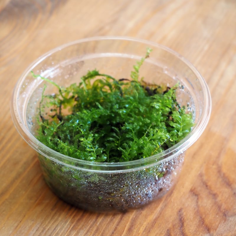 朽木苔 朽木◇限定作品 2025.8.17#3 | 苔テラリウム専門ショップ道草