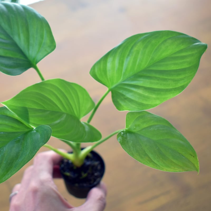 熱帯植物】Homalomena occulta｜ホマロメナ オクルタ｜4.5cmポット |