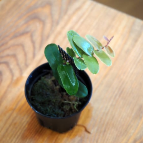 【熱帯植物】Marcgravia sintenisii｜マルクグラビア シンテニシー｜6cmポット