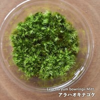 【苔】Leucobryum bowringii Mitt.｜アラハオキナゴケ｜8.5cmパック｜洗浄・処理済
