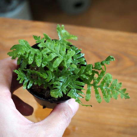 【シダ植物】Polypodium nipponicum｜台湾アオネカズラ｜6cmポット