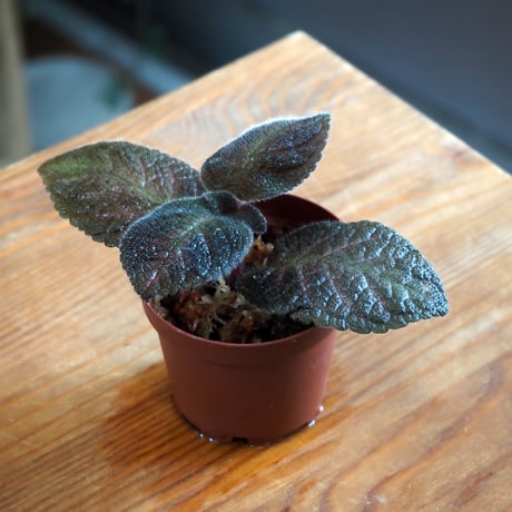 【熱帯植物】Episcia "Mystic Star"｜エピスシア "ミスティックスター"｜6cmポット