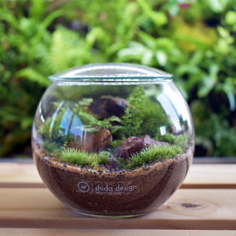 キット】シダボウルM作成キット（シダ1種+苔3種）｜シダと苔の