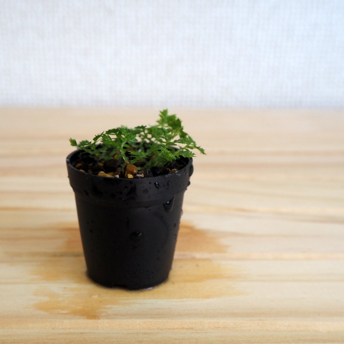 シダ植物】Selaginella apoda｜セラギネラ アポダ｜3.5cmポット | sh