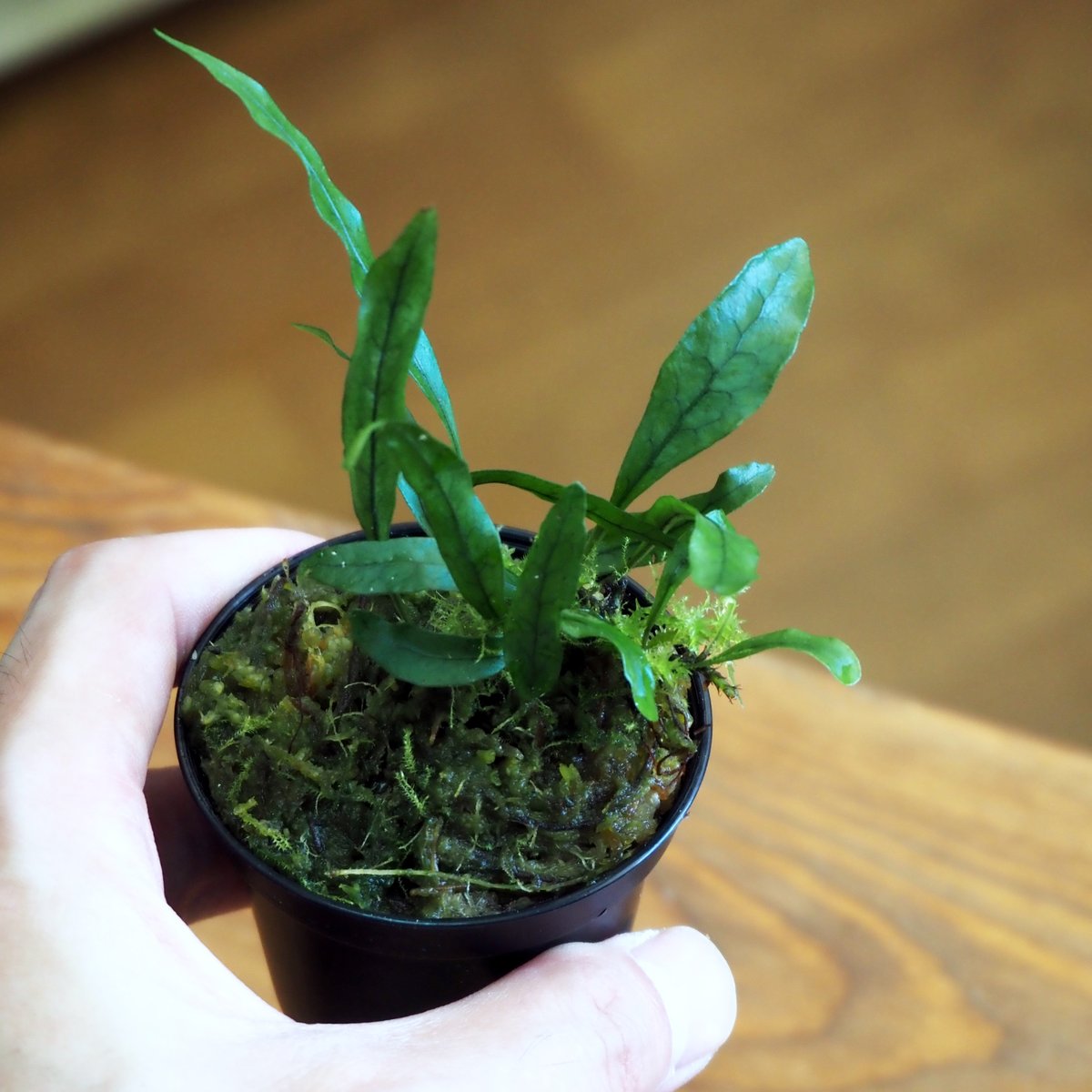 シダ植物】Microsorum scandens｜ミクロソリウム スキャンデンス｜6cm