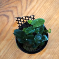【熱帯植物】Rhaphidophola sp. Bau｜ラフィドフォラ sp. バウ｜6cmポット
