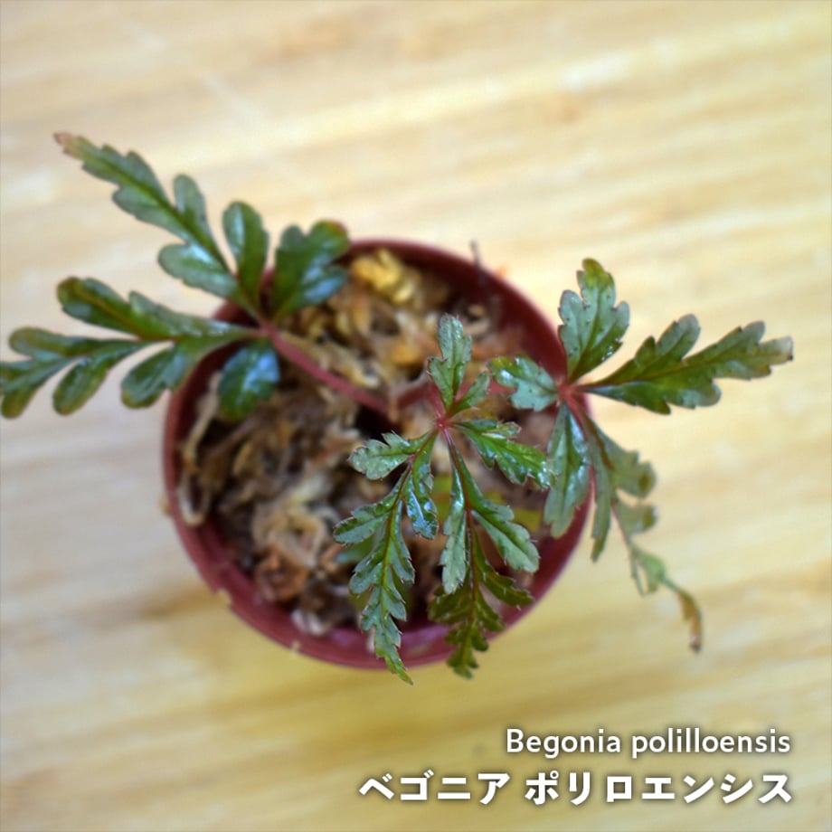 65ae342613b903002e4921ad