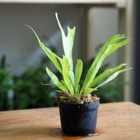 【シダ植物】Asplenium antiquum var.｜アスプレニウム アンティクム 獅子葉｜4.5cmポット