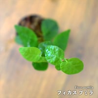【クライマー植物】Ficus pumila｜フィカス プミラ｜3.5cmポット