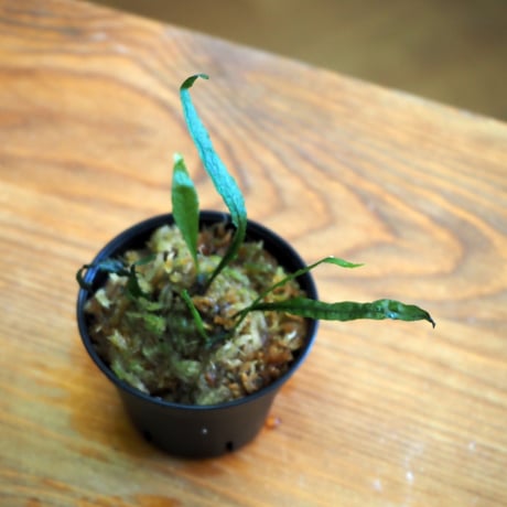 【シダ植物】Microsorum sp. SG Selangis｜ミクロソリウム sp. SG Selangis｜6cmポット