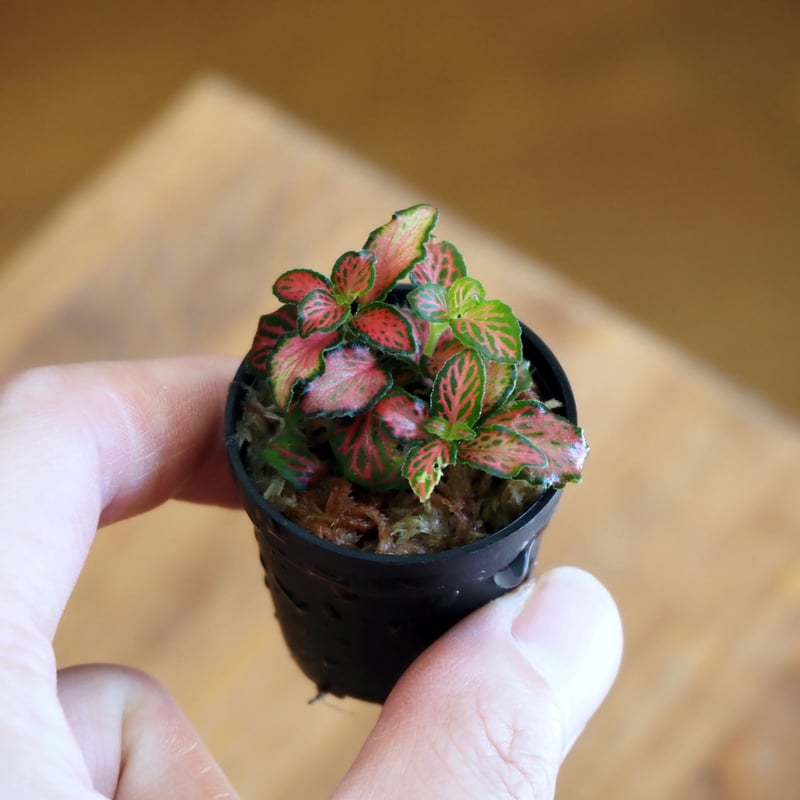 観葉植物】Fittonia 