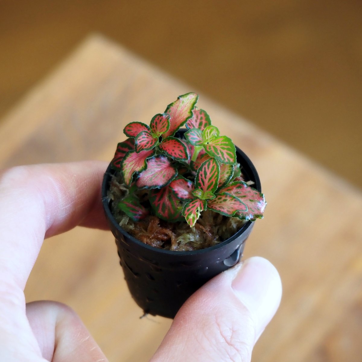 ソリッドファンデーション　ローカル　ボッコム　ニンナ　パラノイア fit=scale-down,w=1200