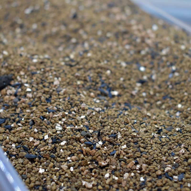 専用土】shida design オリジナルソイル｜400ml｜テラリウム用 | shida