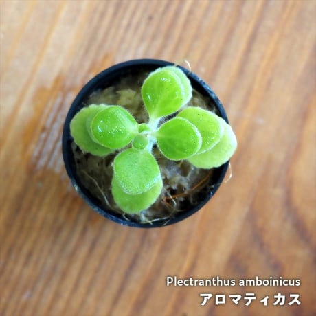 【観葉植物】Plectranthus amboinicus｜アロマティカス｜3.5cmポット