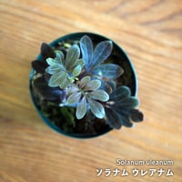 【熱帯植物】Solanum uleanum｜ソラナム ウレアナム｜6cmポット