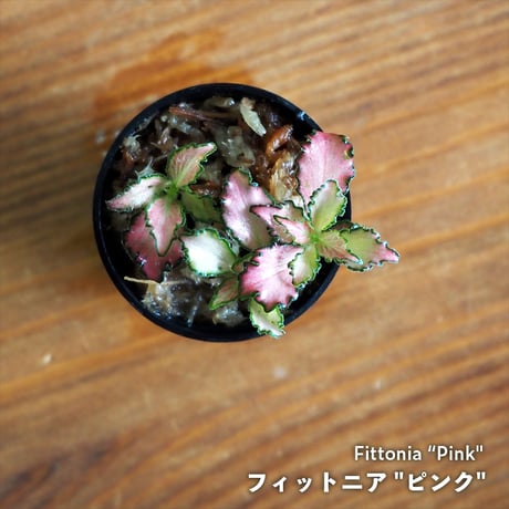 【観葉植物】Fittonia "Pink"｜フィットニア "ピンク"｜3.5cmポット