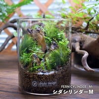 【テラリウム作品】シダシリンダーM（W90×H130mm）｜シダと苔のテラリウム
