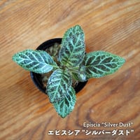【熱帯植物】Episcia "Silver Dust"｜エピスシア "シルバーダスト"｜6cmポット