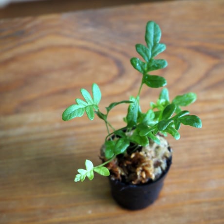 【シダ植物】Polypodium vulgare｜オオエゾデンダ｜3.5cmポット