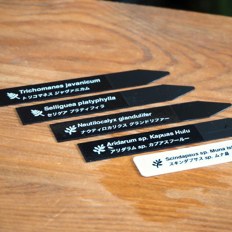 シダ植物等 5種類 シダ植物等 5種類