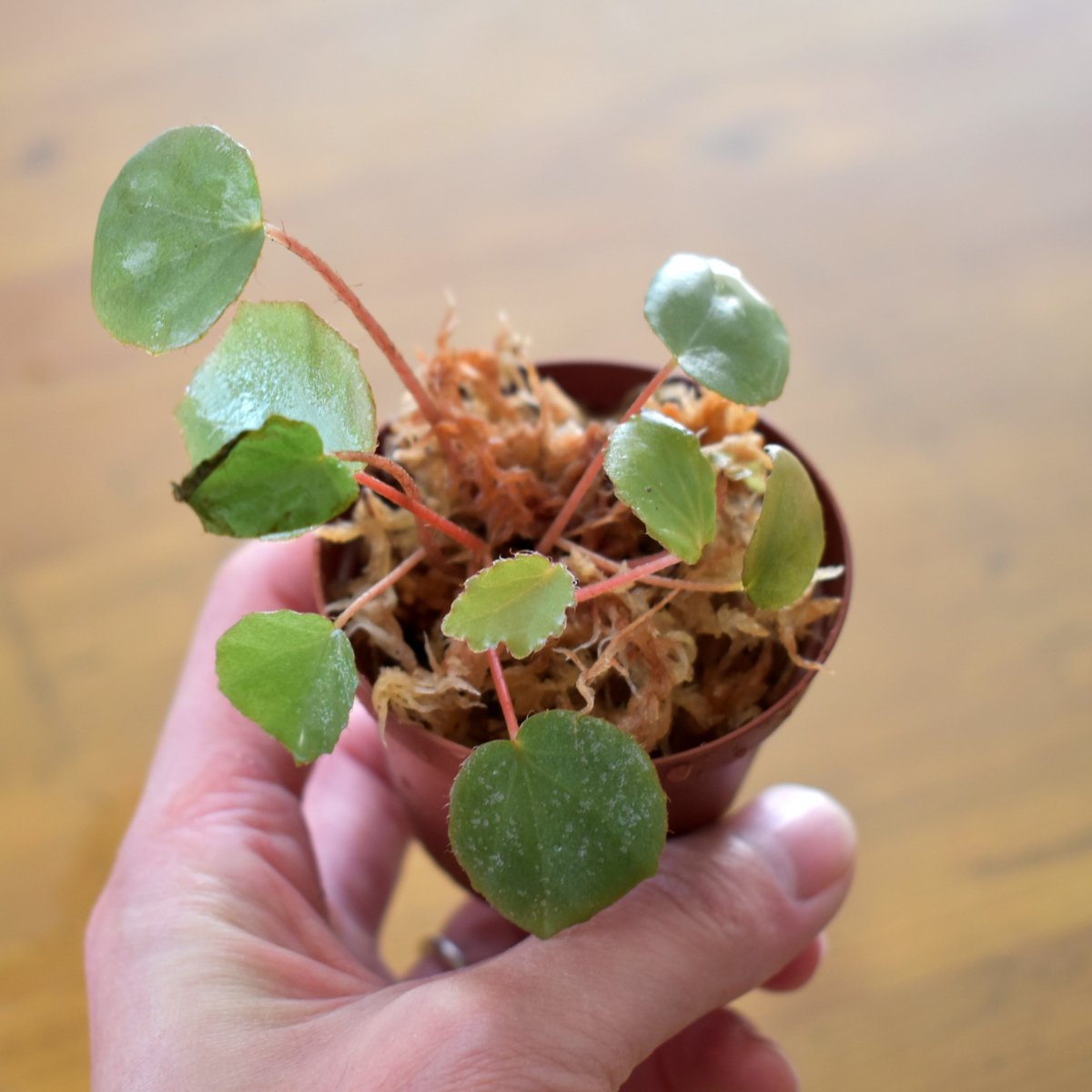 Begonia sp.Jambi Sumatra ベゴニア ジャンビ❣️原種 熱帯植物