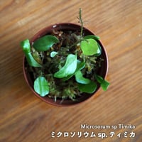 【シダ植物】Microsorum sp. Timika｜ミクロソリウム sp. ティミカ｜6cmポット