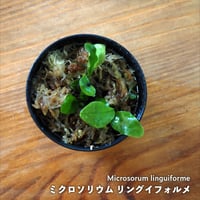 熱帯植物】Nautilocalyx pemphidius｜ナウティロカリクス