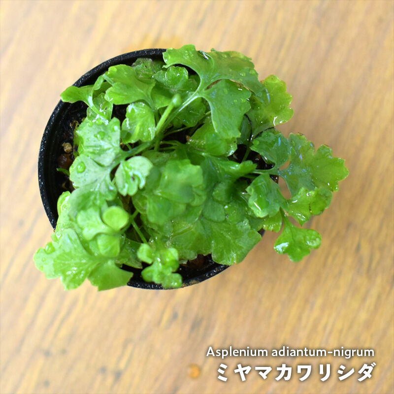 シダ植物】Asplenium Adiantum-nigrum｜ミヤマカワリシダ｜3.5cmポ