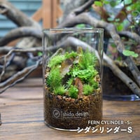 【テラリウム作品】シダシリンダーS（W65×H100mm）｜シダと苔のテラリウム