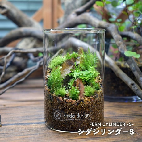 【テラリウム作品】シダシリンダーS（W65×H100mm）｜シダと苔のテラリウム