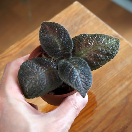 【熱帯植物】Episcia "Mystic Star"｜エピスシア "ミスティックスター"｜6cmポット