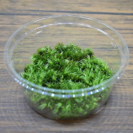 【苔】Leucobryum bowringii Mitt.｜アラハオキナゴケ｜8.5cmパック｜洗浄・処理済