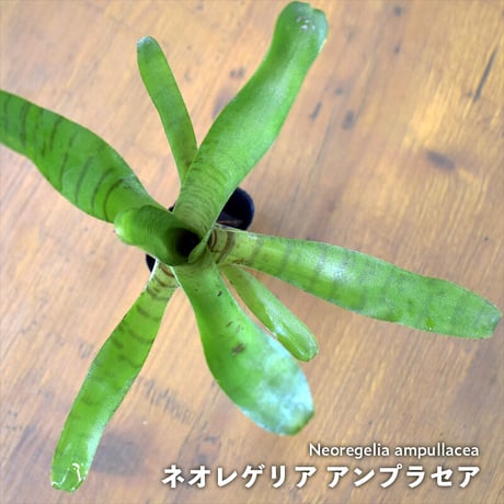 【熱帯植物】Neoregelia ampllacea｜ネオレゲリア アンプラセア｜3.5cmポット