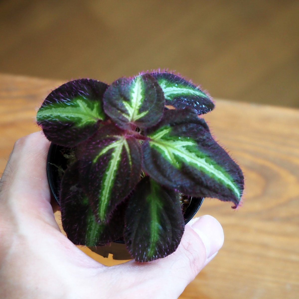 熱帯植物】Sonerila sp. Purple｜ソネリラ sp. パープル｜6cmポット