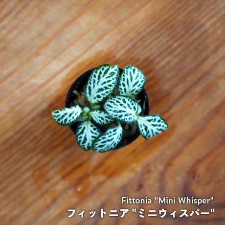 【観葉植物】Fittonia "Mini Whisper"｜フィットニア "ミニウィスパー"｜3.5cmポット